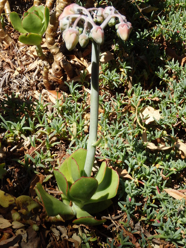 Kirstenbosch National Botanical Garden.